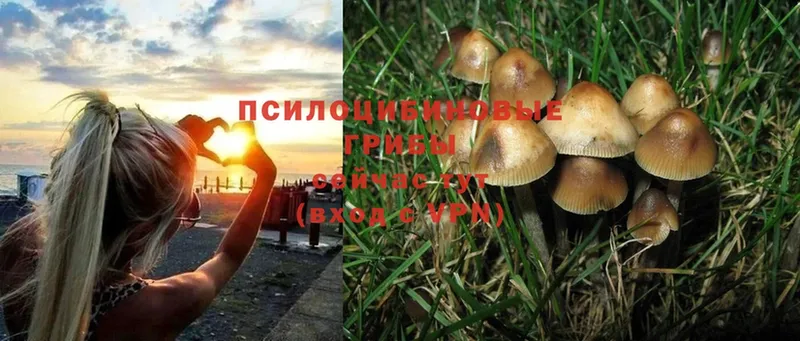 Псилоцибиновые грибы Psilocybine cubensis  где купить наркотик  Каневская 